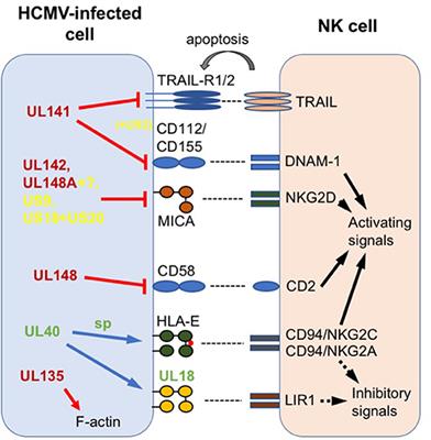 HCMV-Encoded NK Modulators: Lessons From in vitro and in vivo Genetic Variation